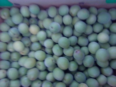 季節限定販売品。